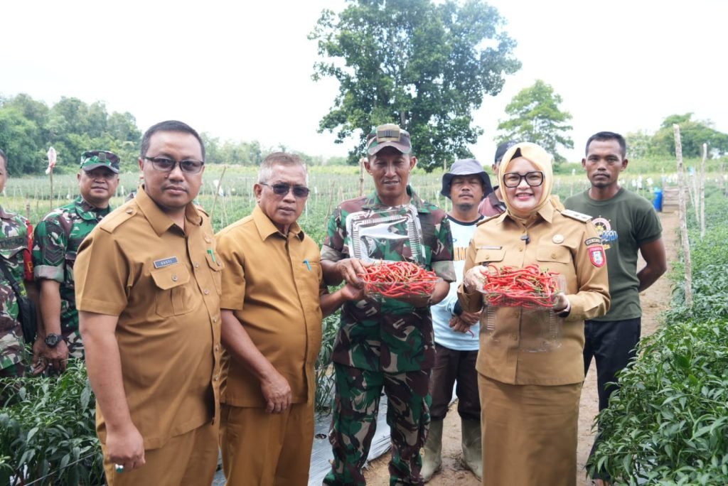Wakil Bupati Banyuasin Netta Indian meninjau lahan pertanian cabai di kawasan Kompi Produksi sebagai dukungan ketahanan pangan daerah